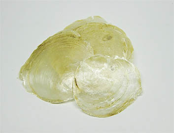 Muschel Placuna 9cmD natur